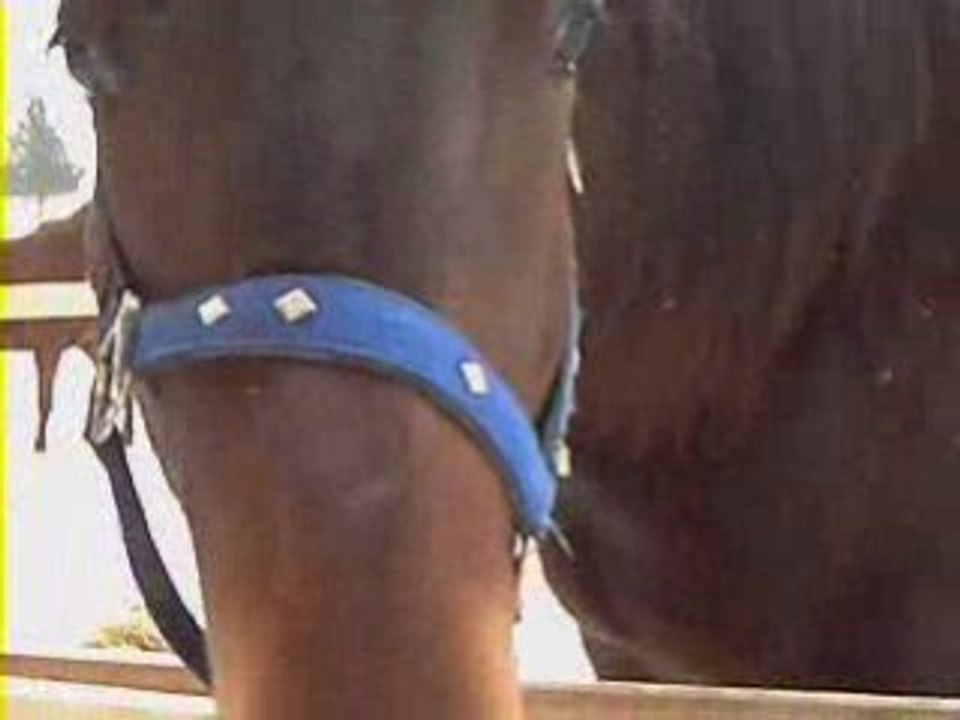 Montage de mes chevaux