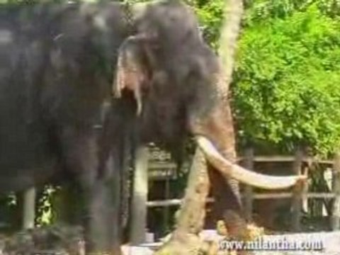 sri lanka -elephant orphanage in Pinnawala