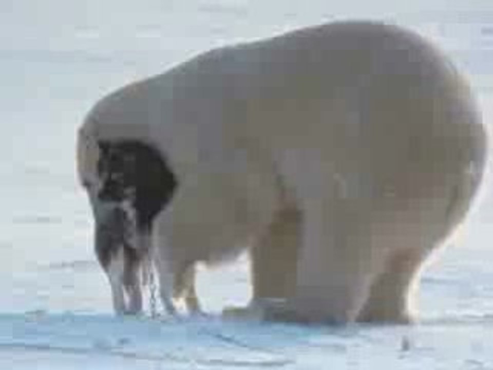 Polar bears and dogs playing