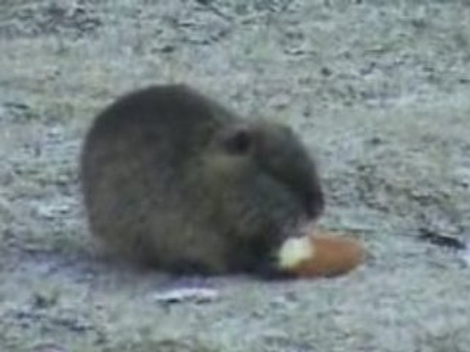 Les ragondins de verneuil en halatte