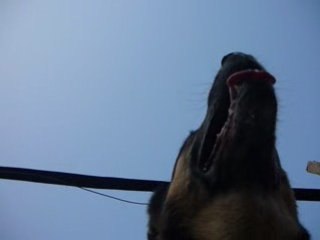 entraînement agility 29.12.08