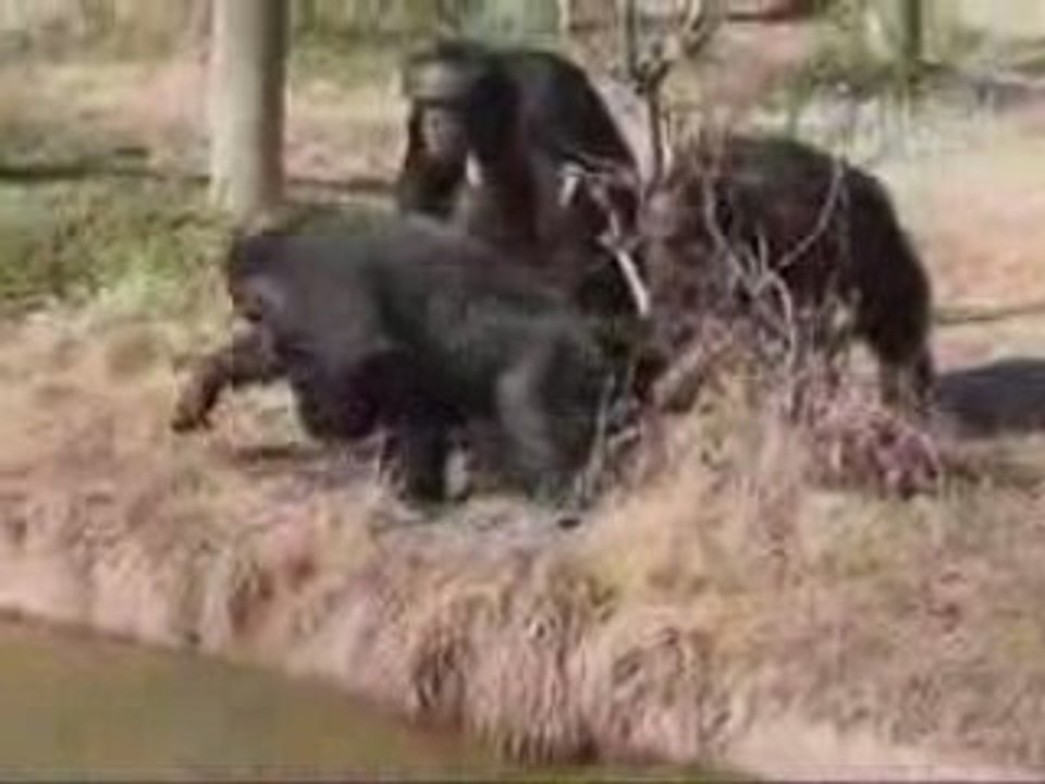 Le petit singe farceur