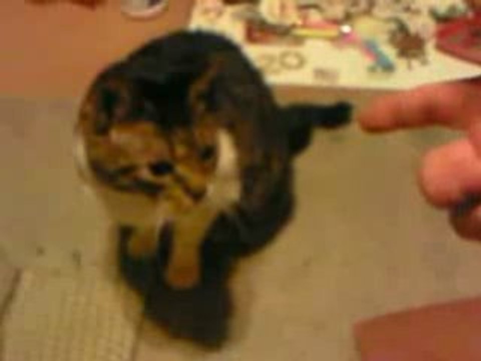 Comment tuer son chat( humour)