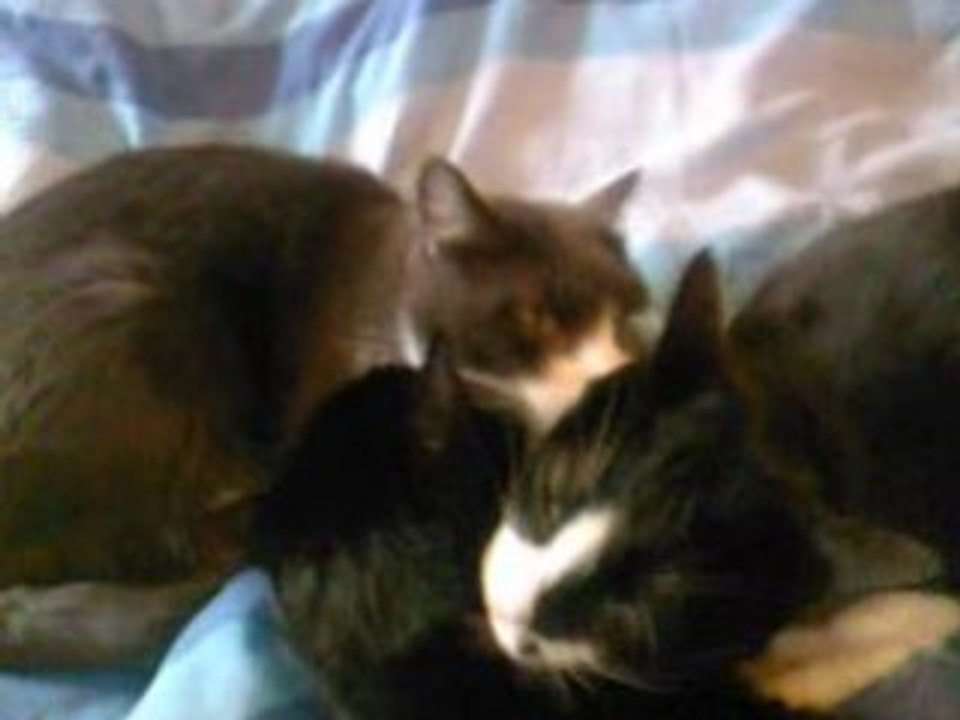 Une petite toilette entre potes