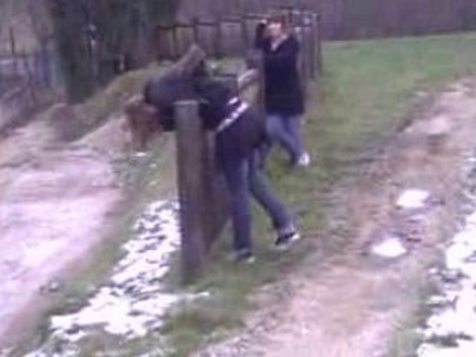 Tarées de Châtenay 3