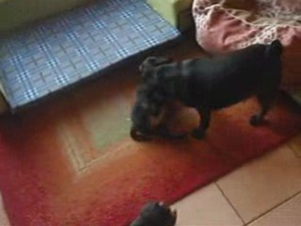 Xena et elsa