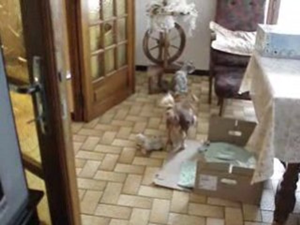 Juju et le mouton