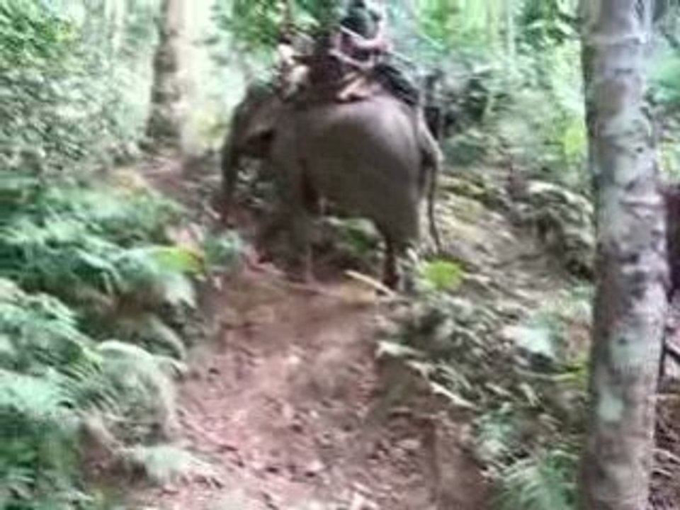 Elephant PROMENADE