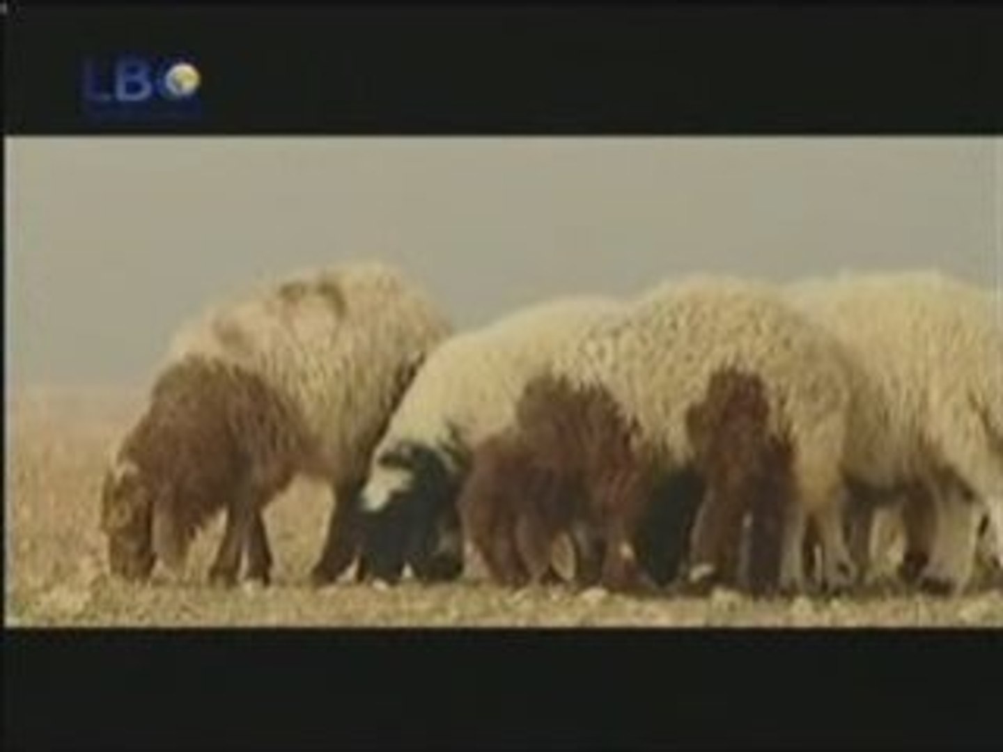 47  محمد رسول الله صلى الله عليه وسلم