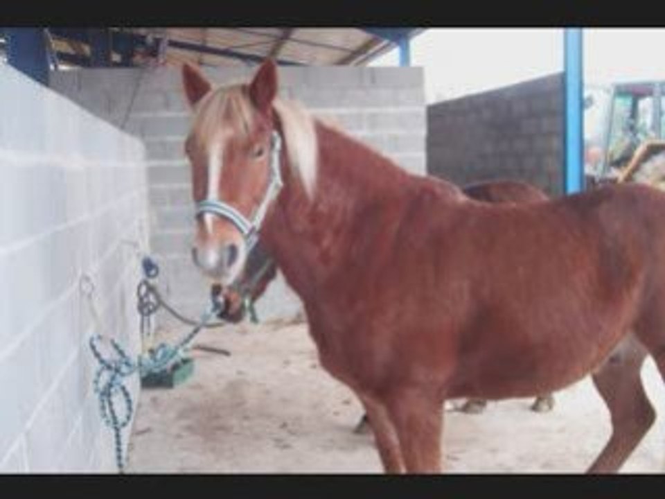 Le cheval? Et la musique? =p