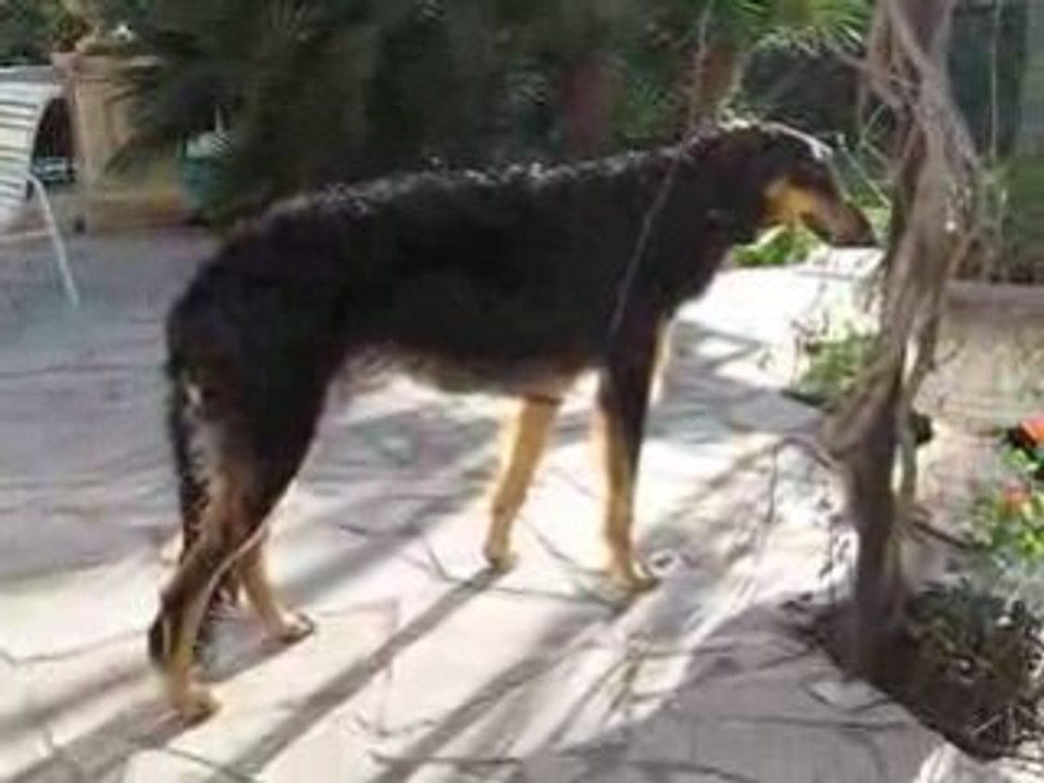 DUC DOURAKINE FILS DE TSAVO A 10 MOIS