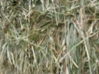 Organik ot=organik et 29.12.2008 004