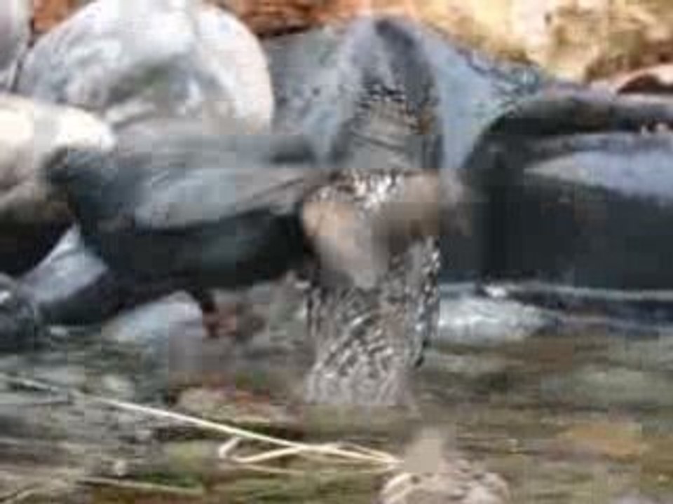 Bassin2