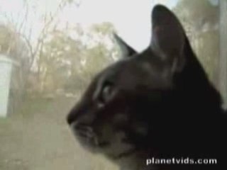 Dailymotion - Le Chat Qui Aboie