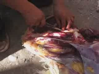 Autruche decoupee en morceaux