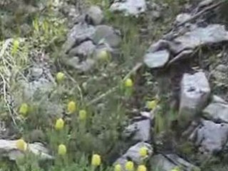 Yayla çicekleri12