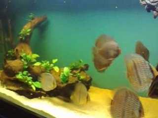 mustafa güneş's wild heckels & stingray motoro .