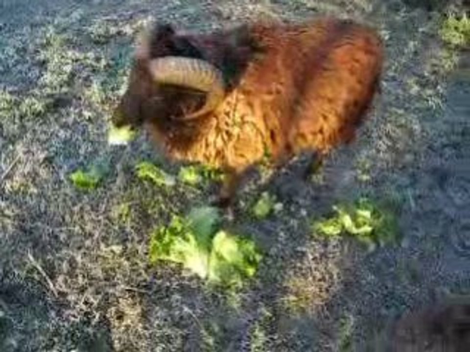 les moutons se battent pour un peu de pain