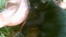kitty staredown