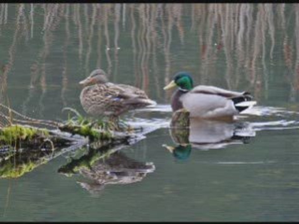 Interview - Bird Watching on Orcas Island, San Juan Islands