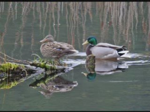 Interview - Bird Watching on Orcas Island, San Juan Islands