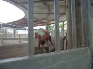 Le marcheur : Nabuco qui pète les plombs