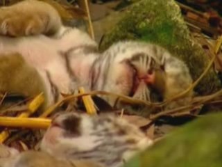 la vie privee des animaux episode 3&4