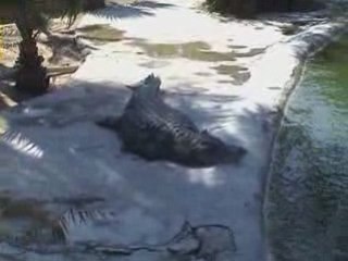 Tunisie, Djerba, l''ile aux crocodiles,