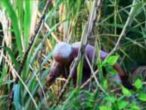 Le jus de canne (première partie)