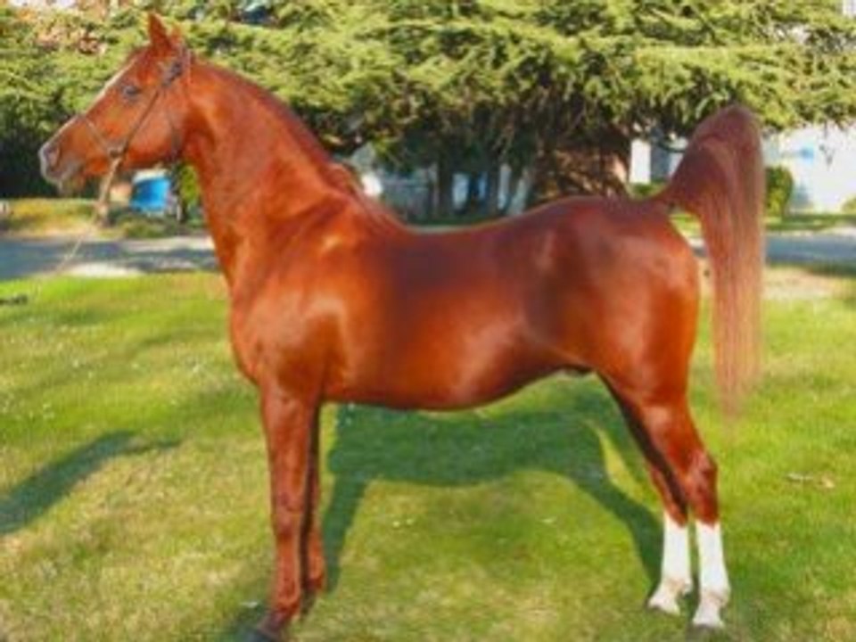 Lachman_0001