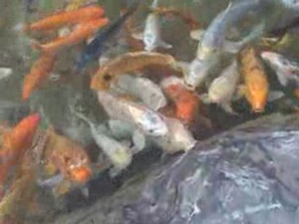 Jules et les carpes Koï!