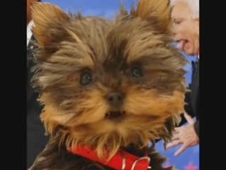 Obama Dog Auditions Kim Tzu Yung