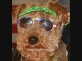 Hilarious Spoof Obama Dog Auditions Tibetan Timmy Rapper