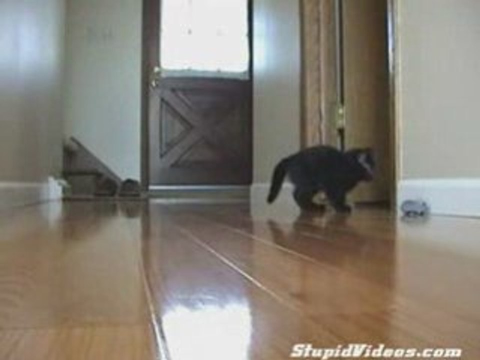 Kitten Vs RC Mouse
