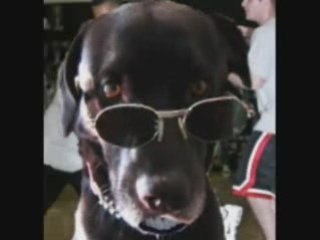 Funny Talking Dog Obama Dog Auditions Will Gruesome P.S.I.