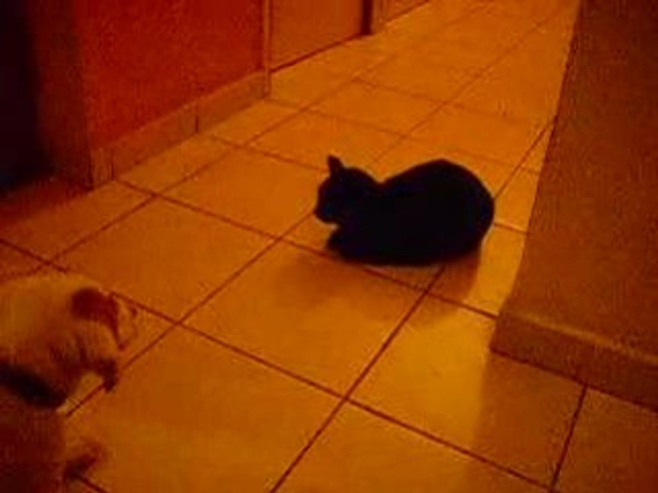 mon chien au ferme