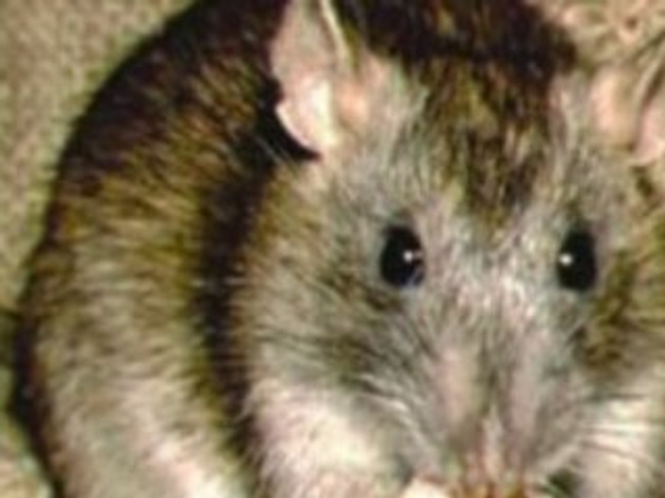 Pest Control in Lancashire, Cheshire & Manchester,