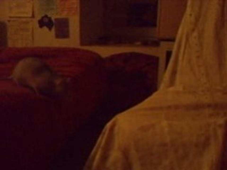 stan le rat acrobate