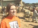 Footage of working donkeys in Ethiopia