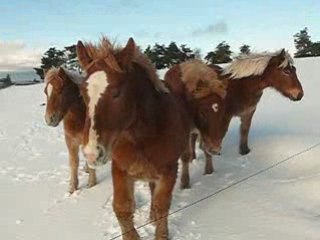Vidéos des chevaux dans le neige et le chien Kapy