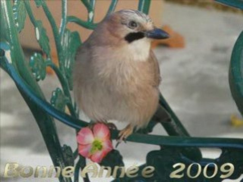 Voeux bonheur à tous pour 2009