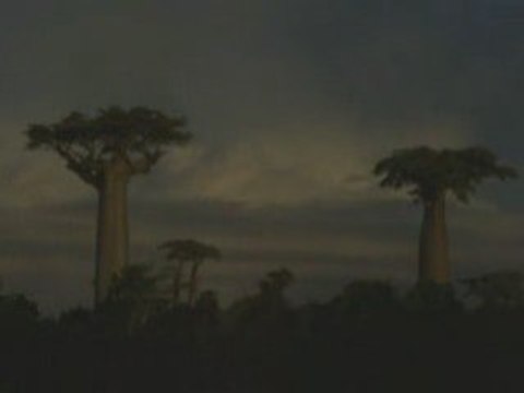 If These Trees Could Talk - Signal Tree