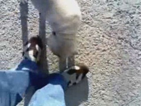 kaplan kangal karabas kopegim