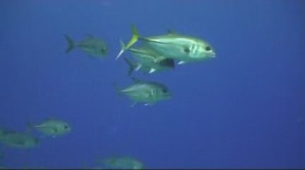 Plongée en Guadeloupe  2