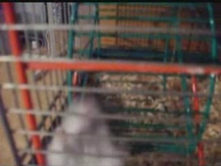 KEMPER "hamster russe"