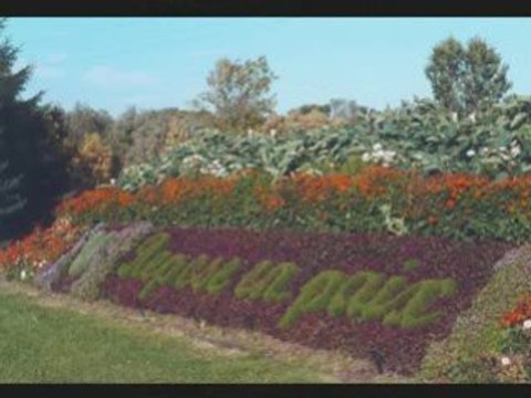 Freko dingue(continue a vivre)assos de dingos