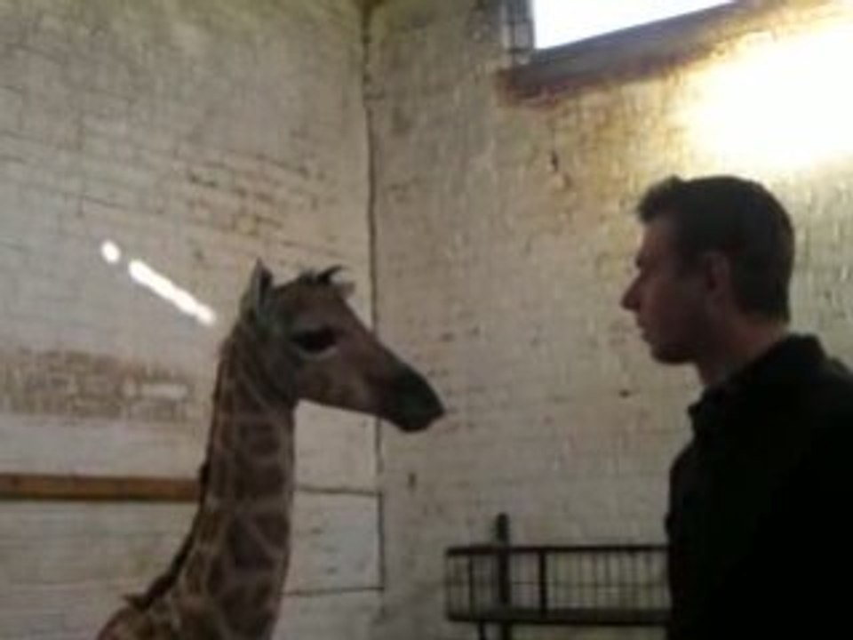 Naissance d'un girafon au zoo de Maubeuge (17/12/2008)