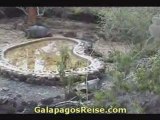 The Galapagos Islands - Video Turtles