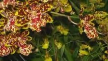 Fleurs de Thailande