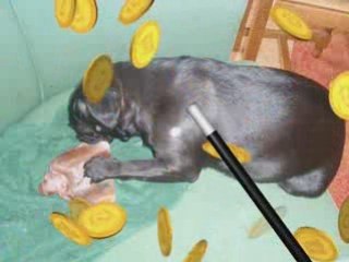 Les oreilles 2 cochon